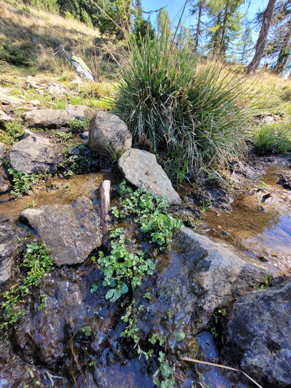 Brunnenkresse Essenz