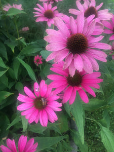 Echinacea Tinktur