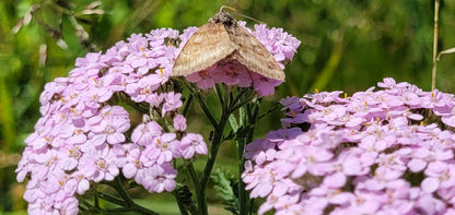 Gotteshand Körperpflege-Öl
