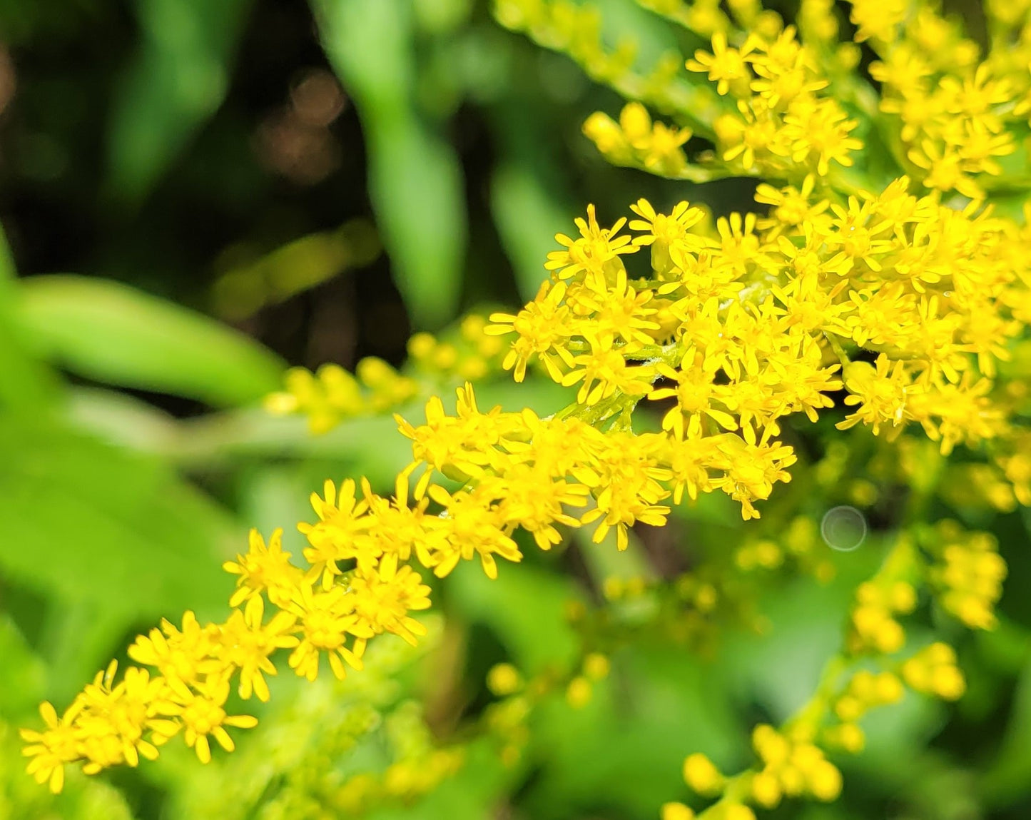 Kanadische Goldruten Tinktur