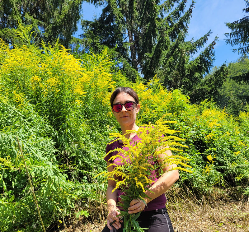 Canadian Goldenrod Tincture