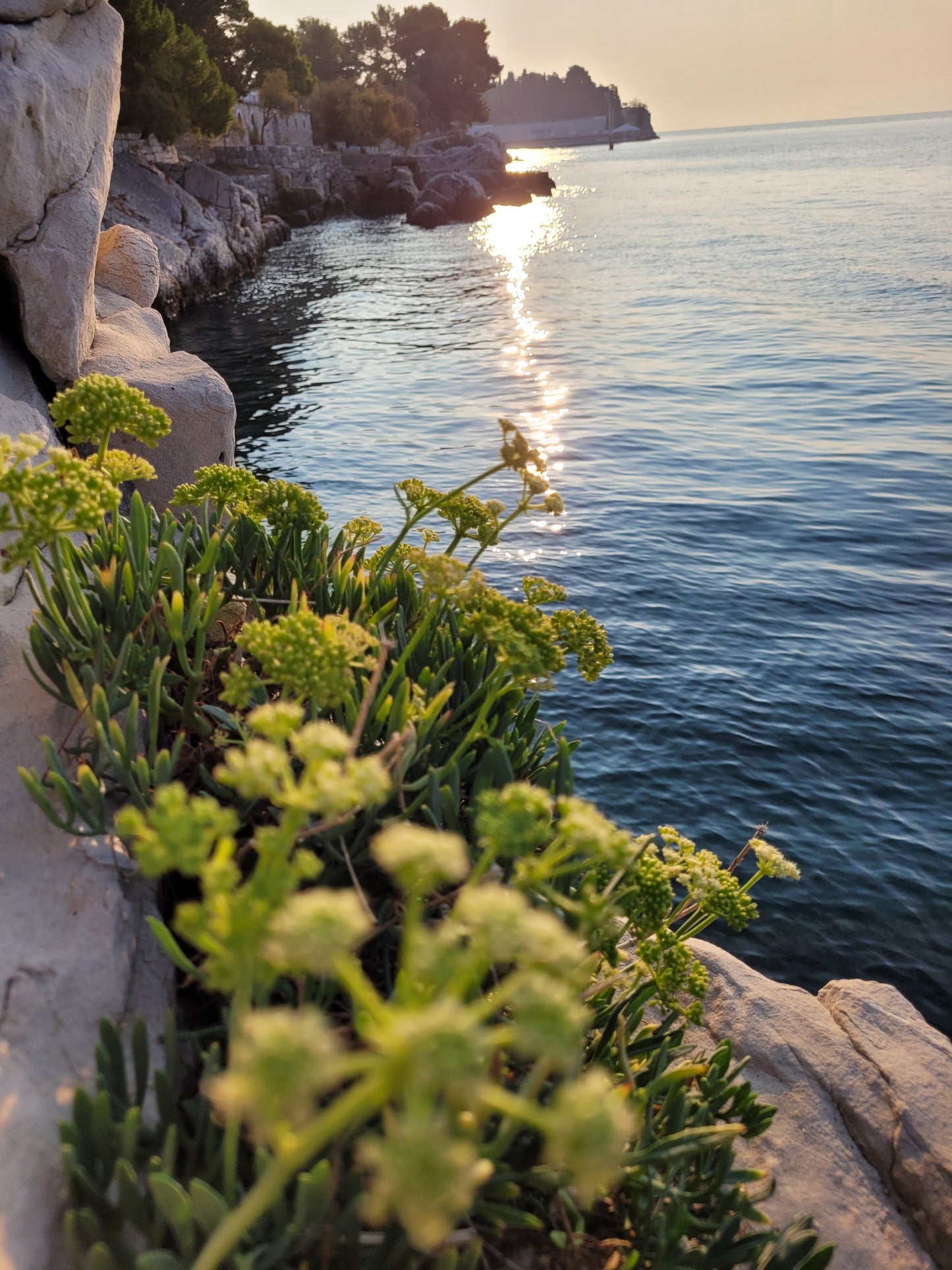 Meerfenchel Körperpflege-Öl