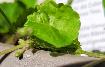 Tigergras Körperpflege-Öl