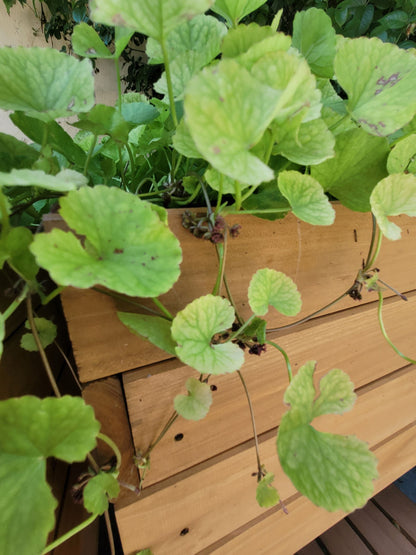 Tiger grass tincture