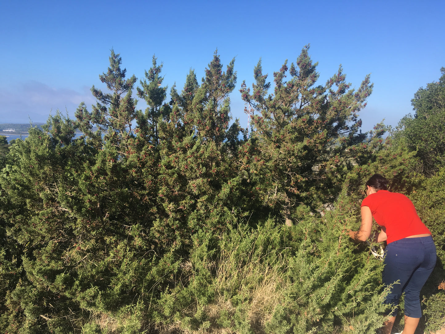 Juniper (berry) essence