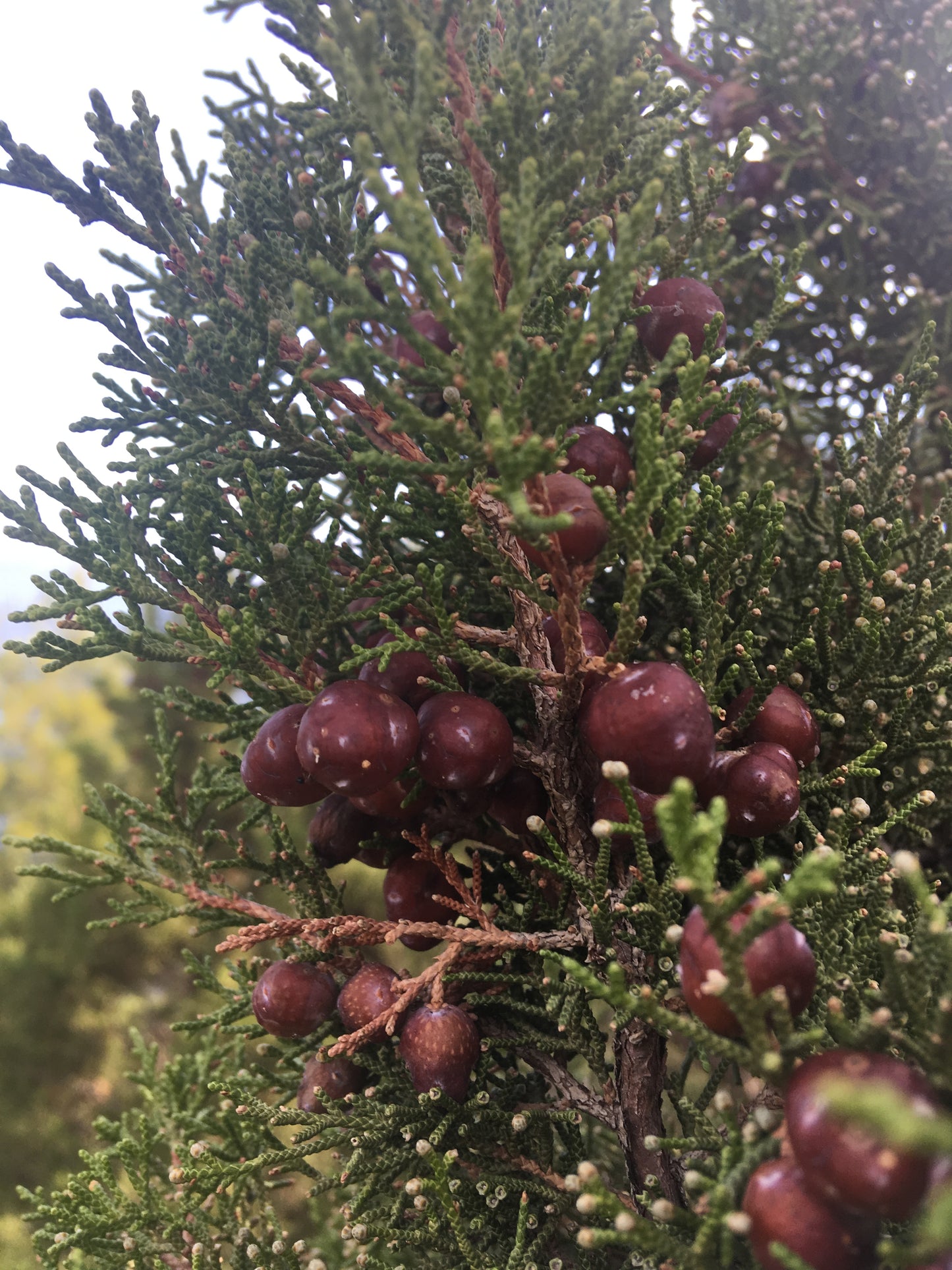 Wacholderbeeren Körperpflege-Öl